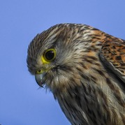 Stephen Nobbs - The Focus of a Kestrel